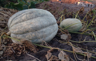 World of Color grey giants